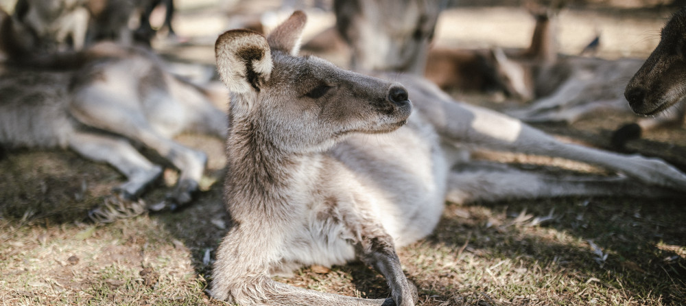 Why you should definitively not feed kangaroos
